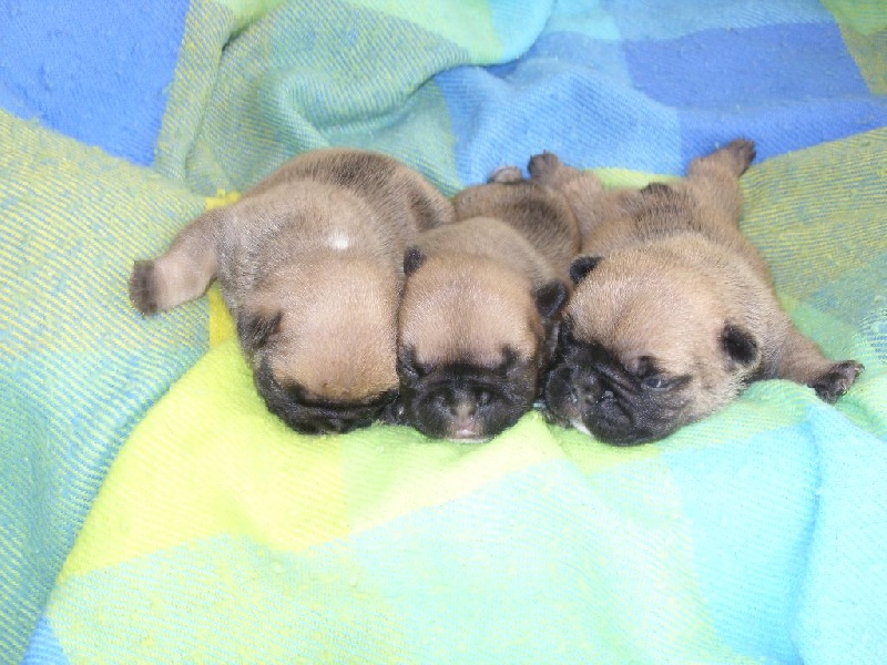 chiot Bouledogue français Des amis de bin