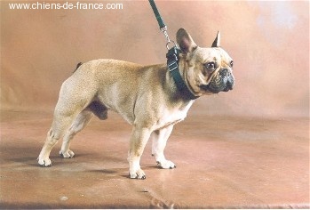 Ray ban Des amis de bin