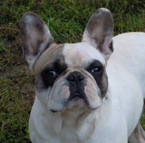 Iron Des amis de bin