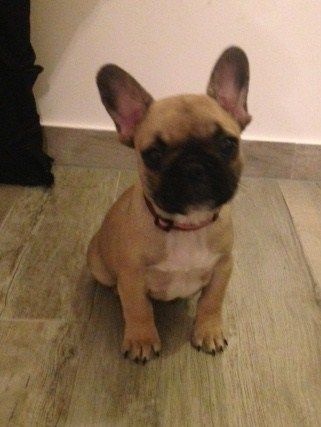 La petite LIZZY
