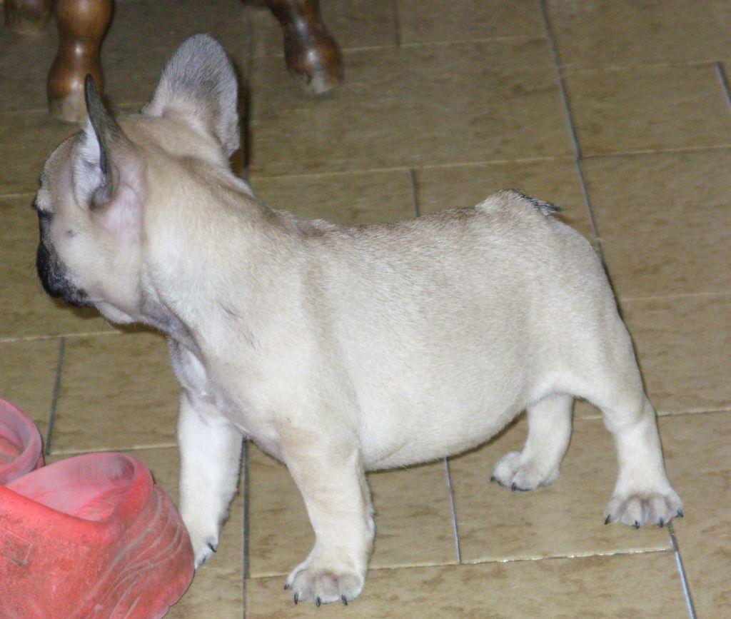 Des amis de bin - Chiots disponibles - Bouledogue français